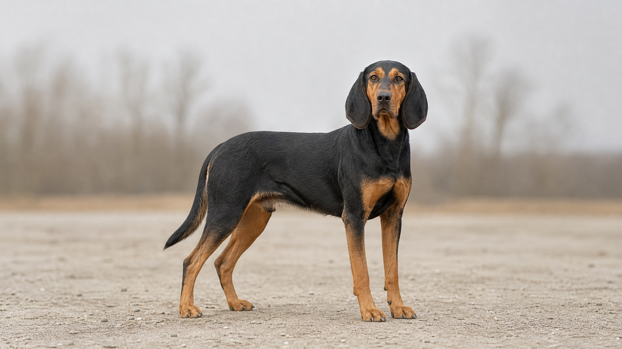 Polish Hound — Dog Breeds — Smart Dog Care